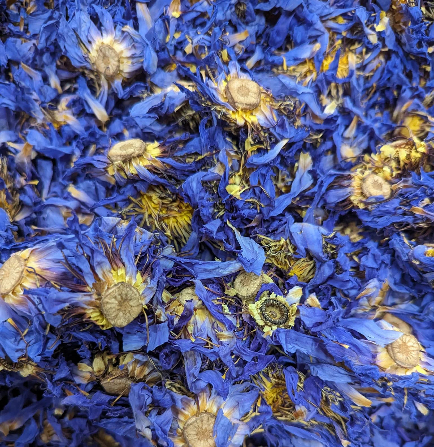 Blue Lotus Flower (Nymphaea caerula) Tea