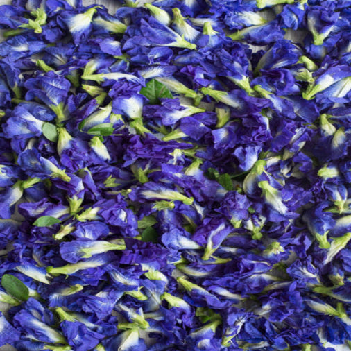 Butterfly Pea Flower (Clitoria ternatea) Tea
