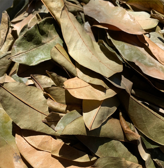 Organic Soursop Leaves (Annona muricata)
