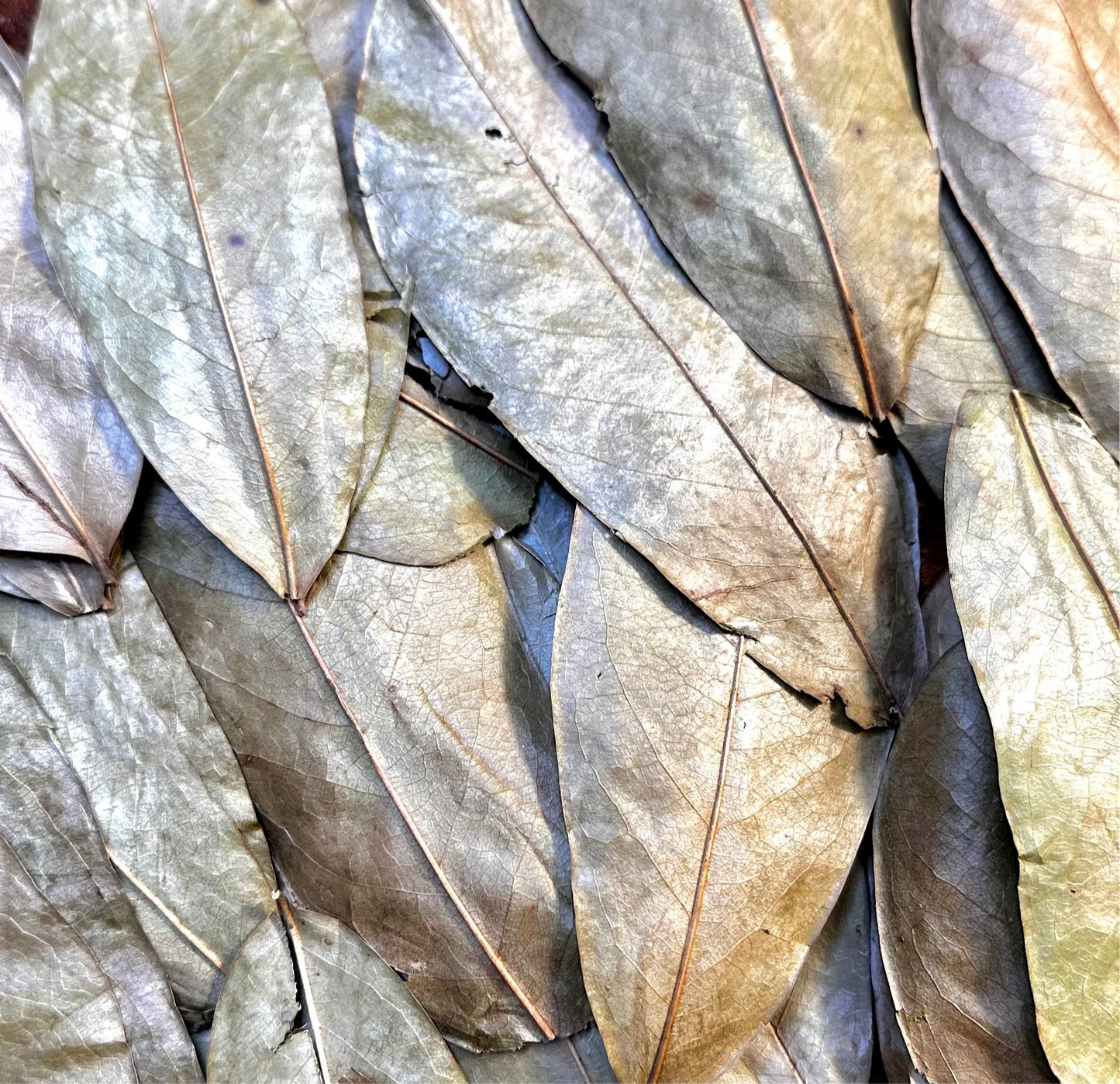 Organic Soursop Leaves (Annona muricata)